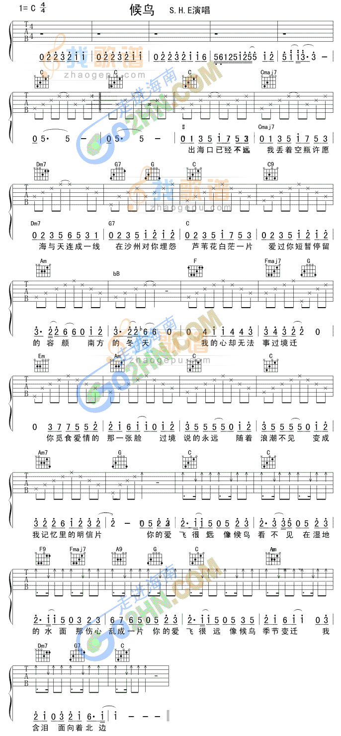 《候鸟》吉他谱-C大调音乐网